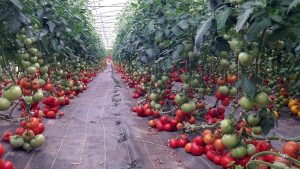 tomates bio